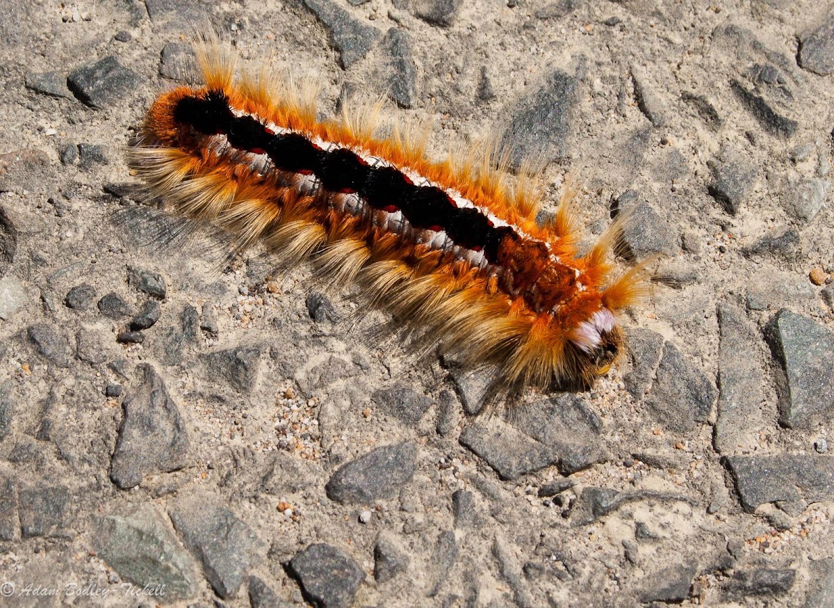 Cape lappet moth caterpillar
