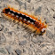 Cape lappet moth caterpillar