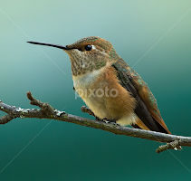 Rufus Hummingbird by Sheldon Bilsker - Animals Birds