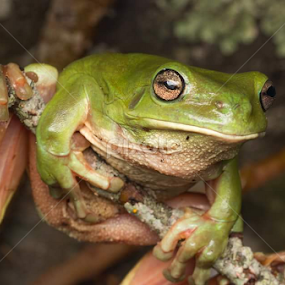 Green Tree Frog by Michael Duncan - Animals Amphibians