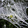 Nursery Web Spider web