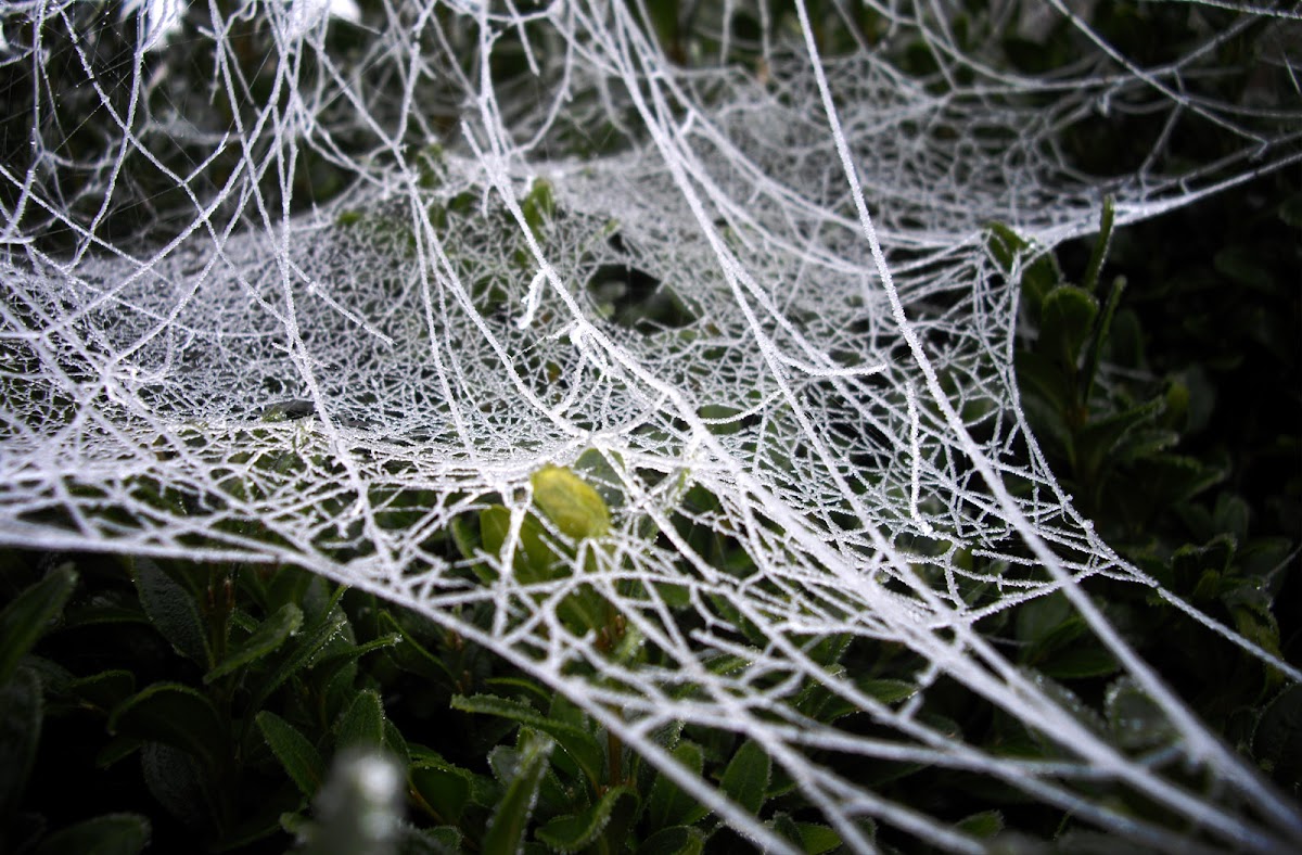 Nursery Web Spider web