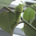 Common Lime Swallowtail