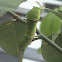 Common Lime Swallowtail