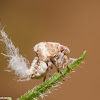 Acanaloniid Planthopper