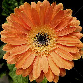JERBERA by Soumitra Haldar - Flowers Single Flower