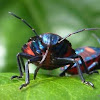 Stink Beetle Numphs