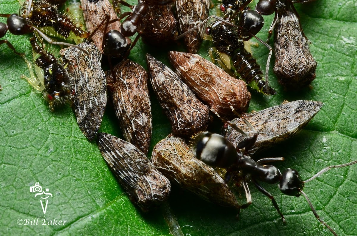 Treehopper Colony