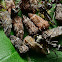 Treehopper Colony