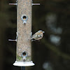 Common Chaffinch