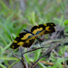 Rhyothemis variegata