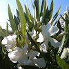 Nerium oleander