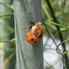 Ladybug Pupae