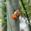 Ladybug Pupae