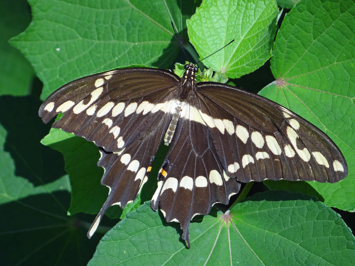 Eastern Giant swallowtail butterfly