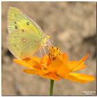 Orange Sulphur Butterfly (female)