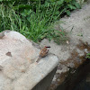 House Sparrow / Vrabac