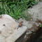 House Sparrow / Vrabac