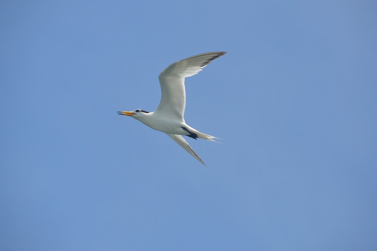 Chinese Crested Tern / 黑嘴端鳳頭燕鷗