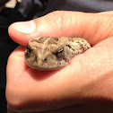 Fowlers toad