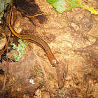 Northern Two-lined salamander