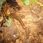 Northern Two-lined salamander