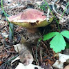 Bolete Mushroom 