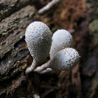 Pale Bulb Fungi