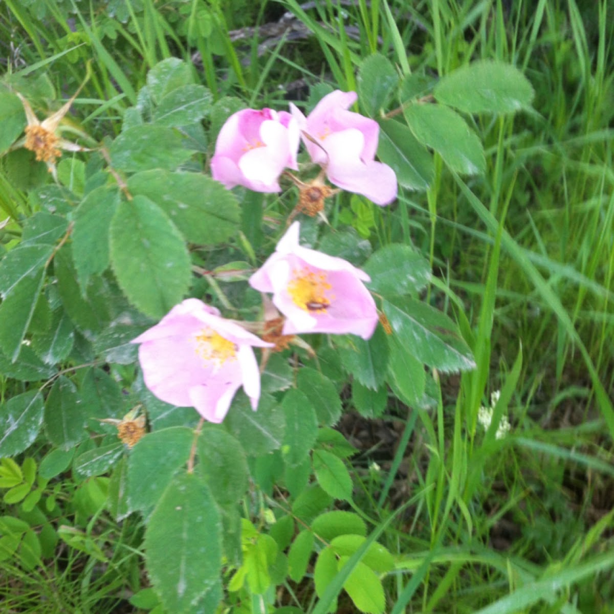 Wild rose (there are several different species)