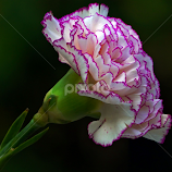 Carnation #1 by Asif Bora -  