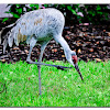 sandhill crane