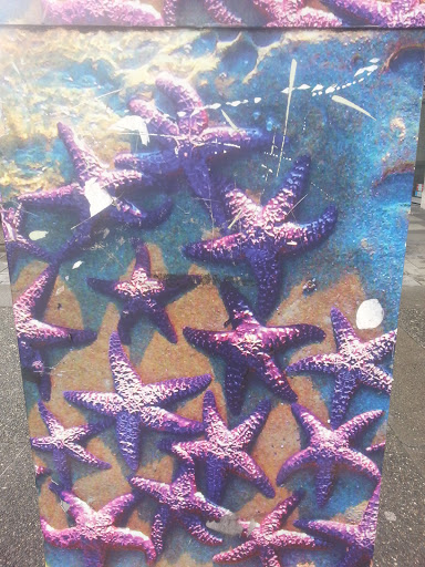Starfish Box