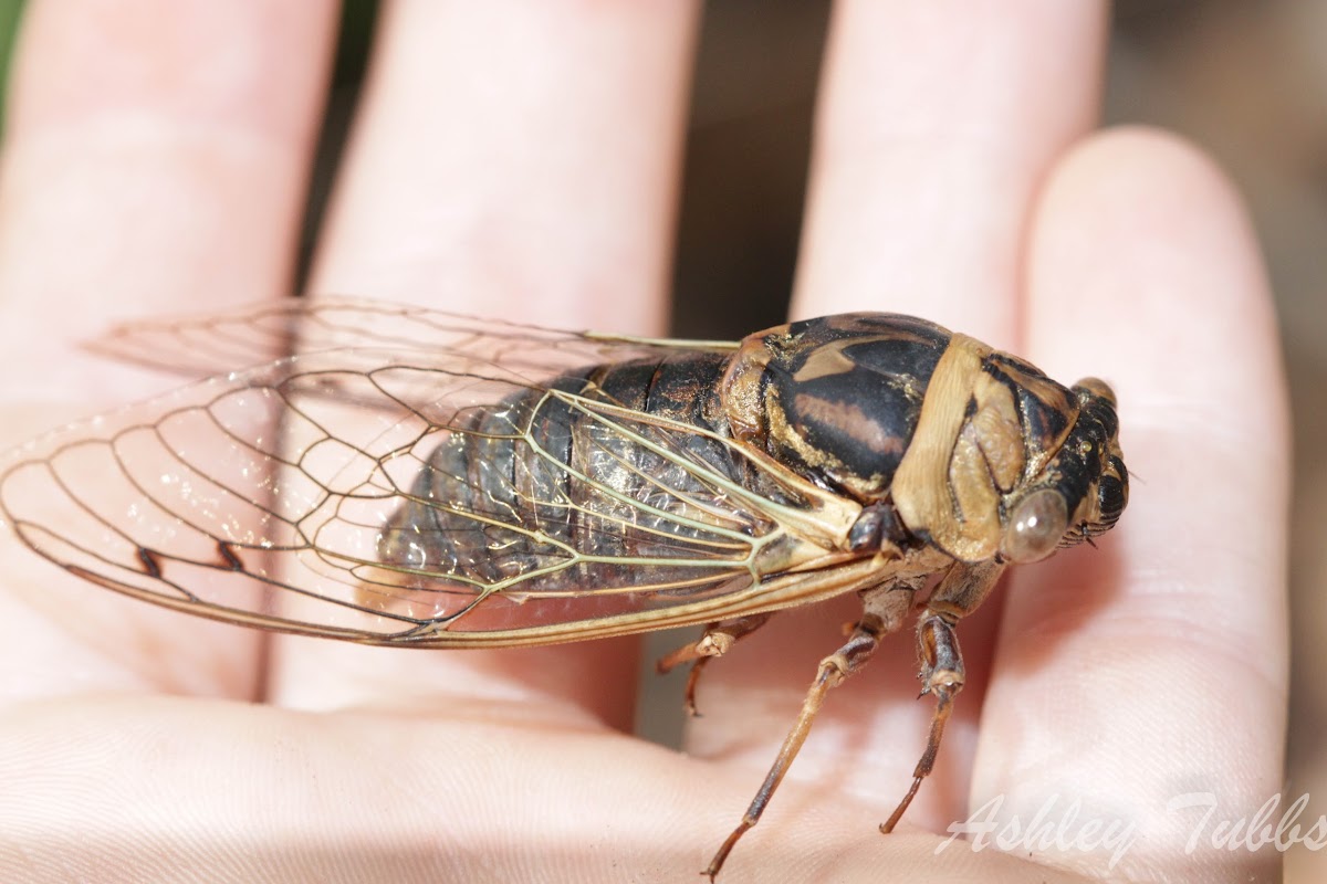 Resh Cicada