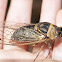 Resh Cicada