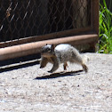 Rock Squirrel