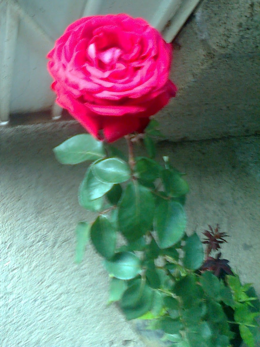 Rosa Roja ssp Hibrida?