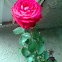 Rosa Roja ssp Hibrida?
