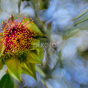 Gum tree flower  by Zdenka Rosecka - Flowers Tree Blossoms