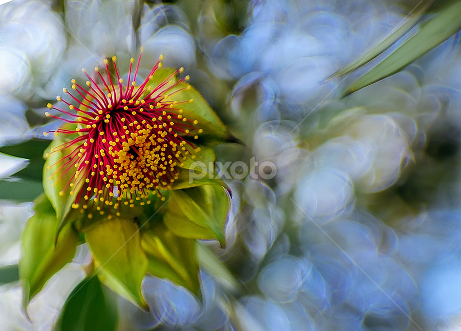 Gum tree flower  by Zdenka Rosecka - Flowers Tree Blossoms