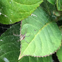 Basilica Spider (female)