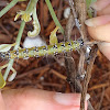 Genista Moth Caterpillar