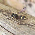 Crabronid wasp