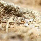 Rough-tailed bowfoot gecko