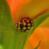 Lunate Ladybird