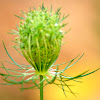 Queen Anne's Lace (Wild Carrot)