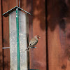 Male Red House Finch 