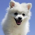 3D cute dog A12 logo