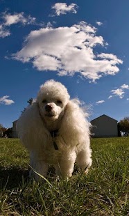 How to download Poodles Wallpapers 1.0 mod apk for android