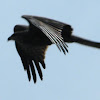 black kite