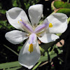 Cape Iris